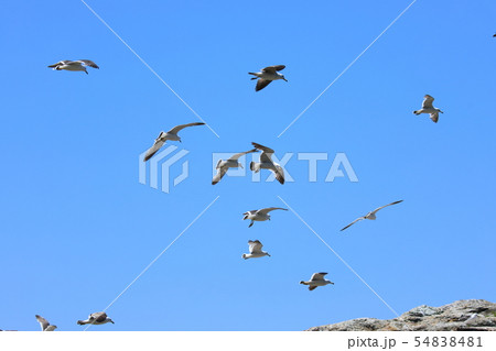 ウミネコ ウミネコ 54838481