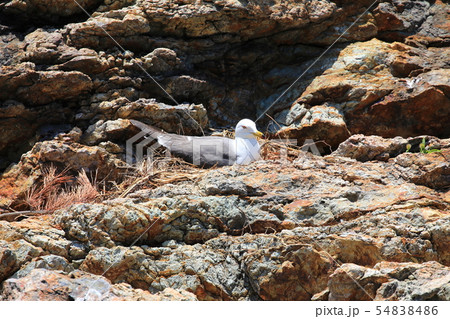 ウミネコ ウミネコ 54838486