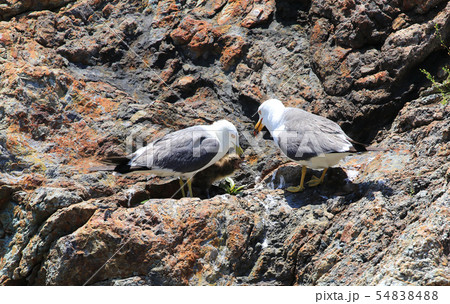 ウミネコ ウミネコ 54838488