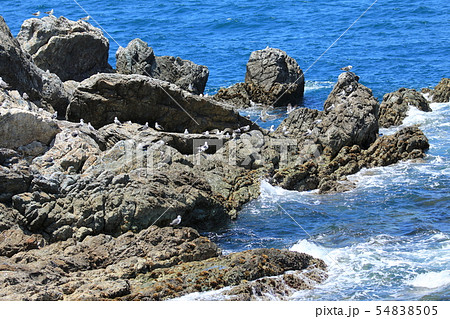 ウミネコ 54838505