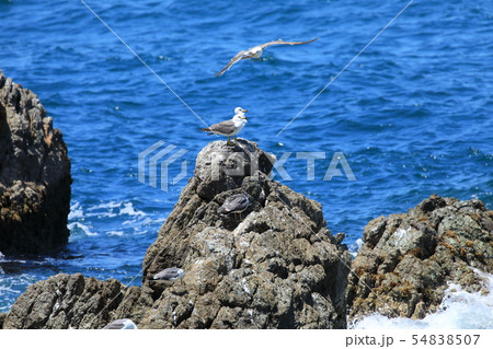 ウミネコ ウミネコ 54838507