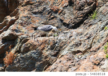 ウミネコ ウミネコ 54838518