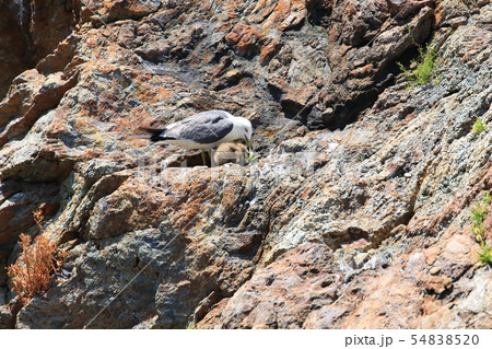 ウミネコ 54838520