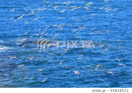 ウミネコ 54838521