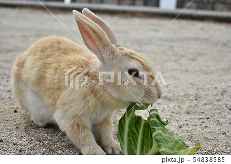 キャベツを食べるウサギ キャベツを食べるウサギ 54838585