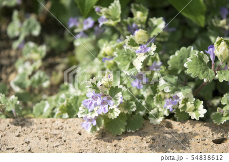 グレコマの花の写真素材