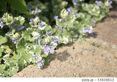 グレコマの花の写真素材