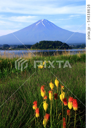 富士山とトリトマの花 富士山とトリトマの花 54838616