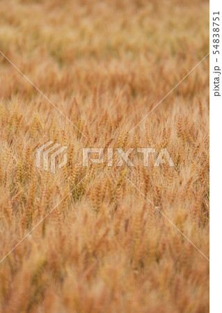 麦畑(北海道江別市) 麦畑(北海道江別市) 54838751