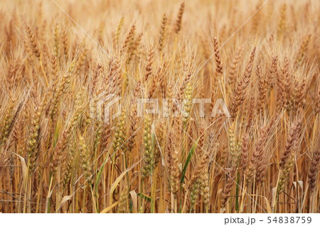 麦畑（北海道江別市） 54838759
