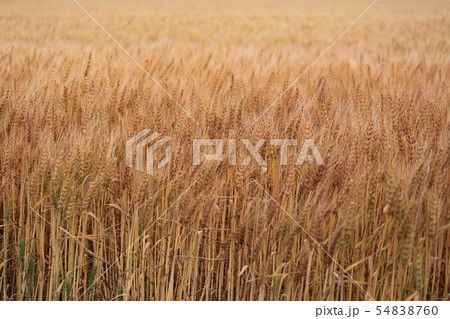麦畑（北海道江別市） 54838760