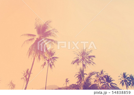 Tropical background palm trees morning sun light Tropical background palm trees morning sun light 54838859