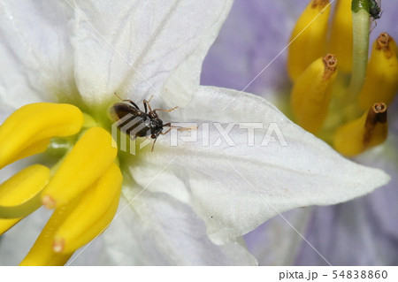 生き物　昆虫　ヒメオオメナガカメムシ、ワルナスビの花の上でアザミウマを捕食 54838860
