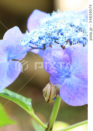 かたつむり1326 かたつむり1326 54839074