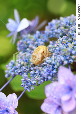 かたつむり1374 54839097