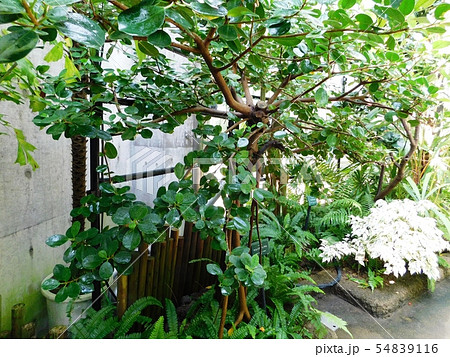 常盤公園の熱帯植物園にあるガジュマル 常盤公園の熱帯植物園にあるガジュマル 54839116