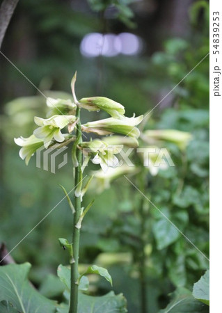 ウバユリ 54839253
