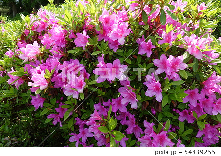 ツツジ　ピンク 54839255