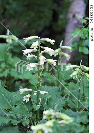 ウバユリ 54839258