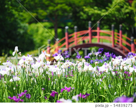 北海道の風景 岩見沢あやめ公園 北海道の風景 岩見沢あやめ公園 54839275