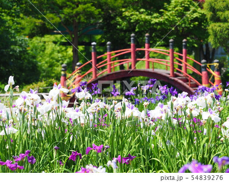 北海道の風景 岩見沢あやめ公園 54839276
