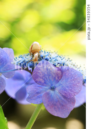 かたつむり1256 54839354