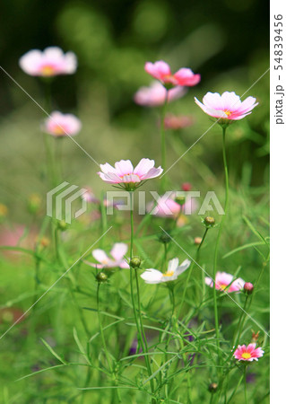 the Cosmos flower on a green back ground closeup 54839456
