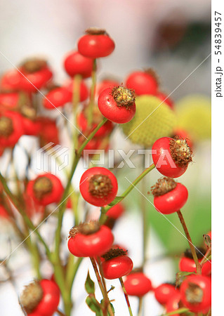 a flower at hong kong flower show 2009 54839457