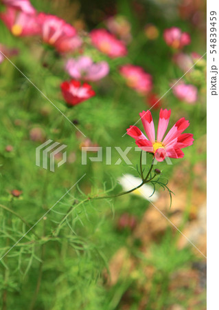 the Cosmos flower on a green back ground closeup the Cosmos flower on a green back ground closeup 54839459