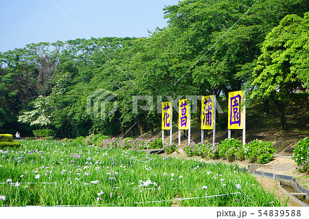 北潟湖 北潟花菖蒲園 北潟湖 北潟花菖蒲園 54839588