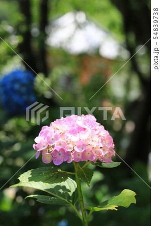 あじさい934 あじさい934 54839738