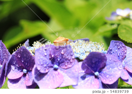 かたつむり935 54839739