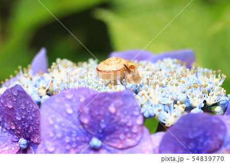 かたつむり987 かたつむり987 54839770