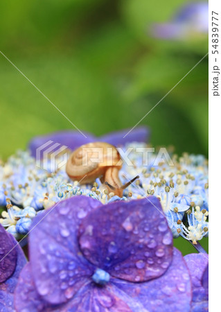 かたつむり999 54839777