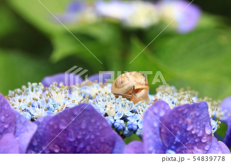 かたつむり1001 54839778