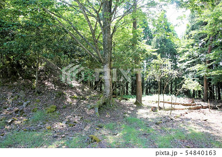 若草鬼ヶ城 54840163