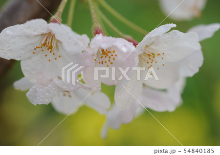 さくら さくら 54840185