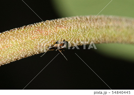 生き物　昆虫　サメハダツブノミハムシ、食草のアカメガシワで交尾中です 54840445