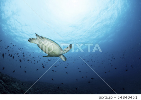 アオウミガメ アオウミガメ 54840451