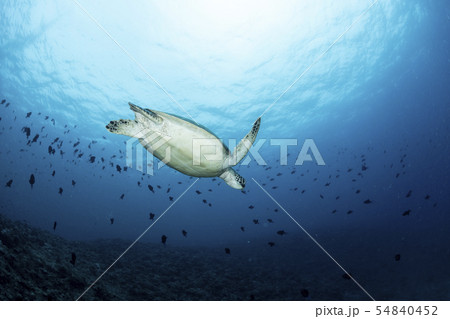 アオウミガメ アオウミガメ 54840452