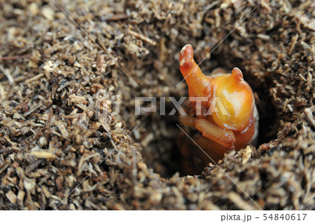 カブトムシのさなぎの写真素材