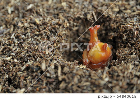カブトムシのさなぎ カブトムシのさなぎ 54840618