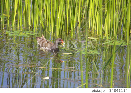 バンのひな鳥 54841114