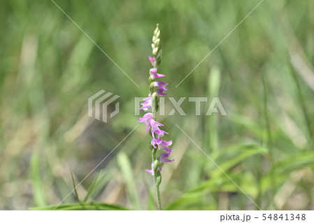 ネジバナ 54841348