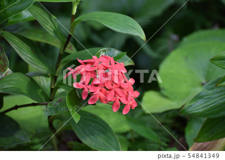 サンダンカ 54841349