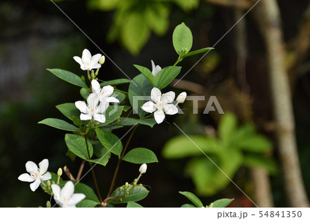 小さい白い花 54841350