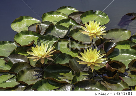 修練 花 葉 54841381