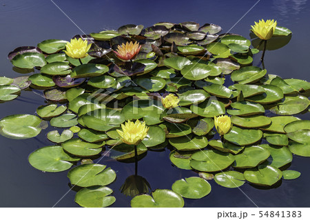 修練 花 葉 54841383