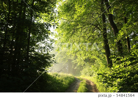 Country road trough the spring forest at dawn Country road trough the spring forest at dawn 54841564
