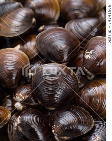 シジミ　北海道網走湖産 54841666